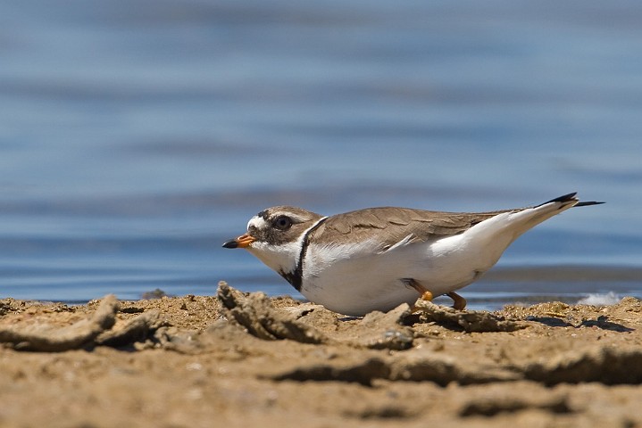 Sandregenpfeifer Charadrius hiaticula Great Ringed Plover